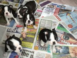adorable litter boston terrier puppies for sale xxxxxxxxxx