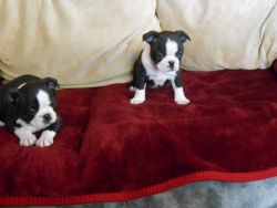 Beautiful litter of Boston Terrier puppies for adoption