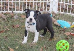 Lovely Male and Female Boston Terrier puppies