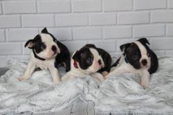 Adorable AKC BostonTerrier Puppies. Call or text us at +1 4xx xx9 4xx2