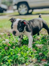 Adorable litters of Boston Terrier puppies