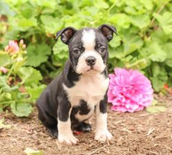 Affectionate Boston Terrier puppies available