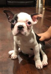 Very healthy and cute Boston Terrier puppies