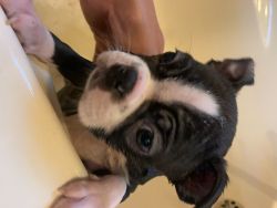 cute boston terrier puppies for sale