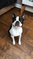 amazing boston terrier puppies for sale