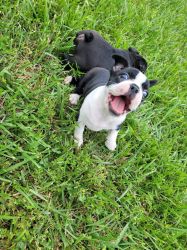 Boston terrier puppys for sale