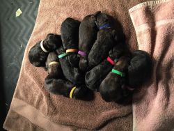 Bouvier puppies