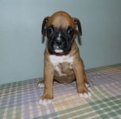 Considerate Boxer Puppies