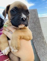 Selling boxer puppy