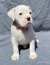 Boxer puppies, white with tail docked and dew claws removed.
