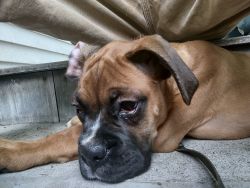 Adorable boxer looking for love