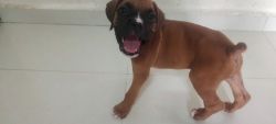 Boxer dogs for sale