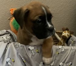 Beautiful Boxer Male Puppies w/tails
