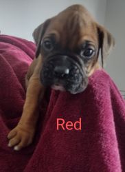 Boxer puppies available August 27th