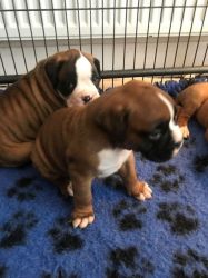 Outstanding Boxer Puppies for sale