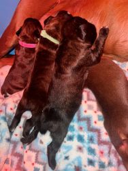 Boxer pups for sale brindle and fawn