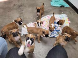 8 pure breed boxer puppies
