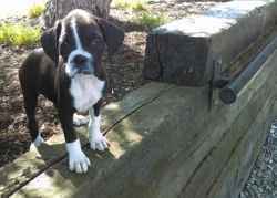 AKC Boxer puppies for sale with papers