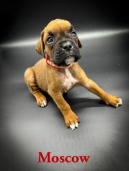 Pure Bred Boxer Puppies