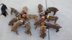 Purebred American Boxer Puppies