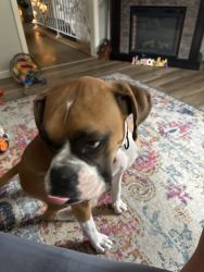 1 year old boxer