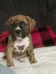 8wk old Boxer puppies