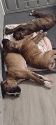 Male AKC eight one four Boxer Pups sixseven three six five sevenfour