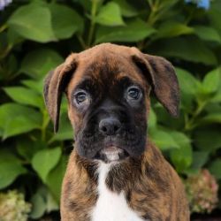 Boys & Girls Boxer Puppies For Good Homes Now