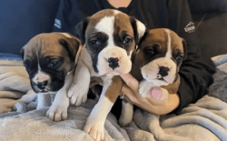 Outstanding males and females Boxer puppies for sale