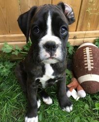 Adorable Boxer puppy Available