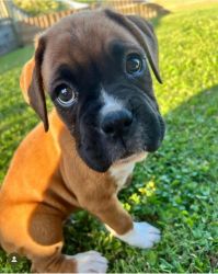 Adorables Boxer Puppies Available