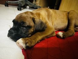 Boxer 2 months KCI