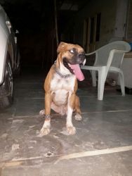24 months boxer Male for sale.