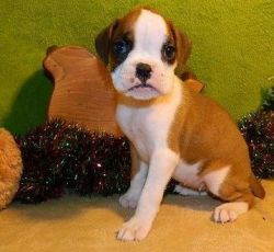 Lovely Boxer Puppies Available