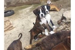 Lovely Boxer puppies ready for new homes