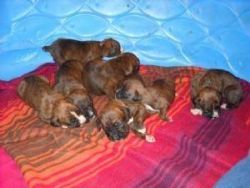 Chunky Home Train Boxer Puppies,
