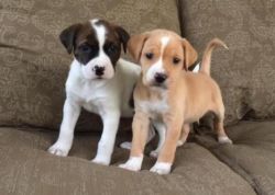 Two adorable Boxer puppies for adoption