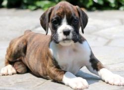 Boxer puppies are ready for new homes now