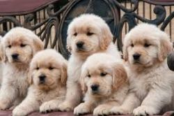 Out Standing Golden Retriever Puppies Available
