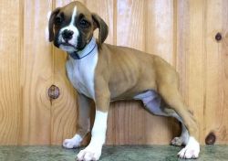 Nice and Healthy Boxer Puppies For Sale