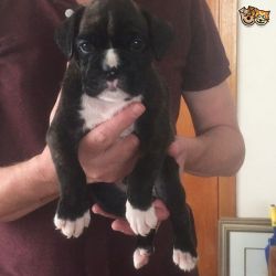 AKC Boxer Puppies For Adoption