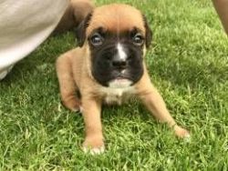 Lovely Boxer puppies ready for new homes