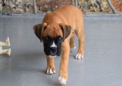 Great looking Boxer Puppies For Sale