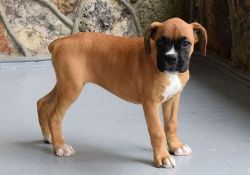 Stunning Boxer Puppies available for Sale.