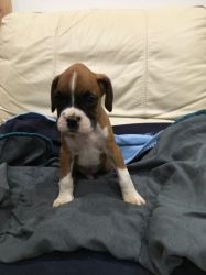 Boxer babies here now for stud