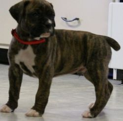 Adorable Family Raised Brindle Boxer Puppies
