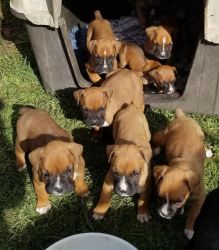 Amazing AKC Boxer Puppies. Call or text +1(3xx) xx7-6xx4