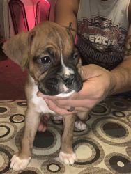 Boxer puppy available