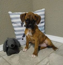Registered boxer puppies