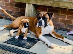 Boxer Pups Ready Now